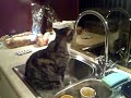 tom tom drinkt uit de kraan