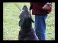Boerboel video