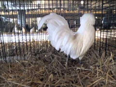 Zwerg-Holländer Haubenhuhn Weißhaube weiß, Schwarzenburg 5.1.2013