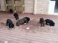 Labrador Pups vs Chicken Wings