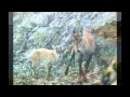 Gran Paradiso National Park - Parco nazionale del ...