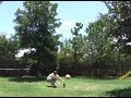 Mentos and Diet Coke Mentos and Diet Coke