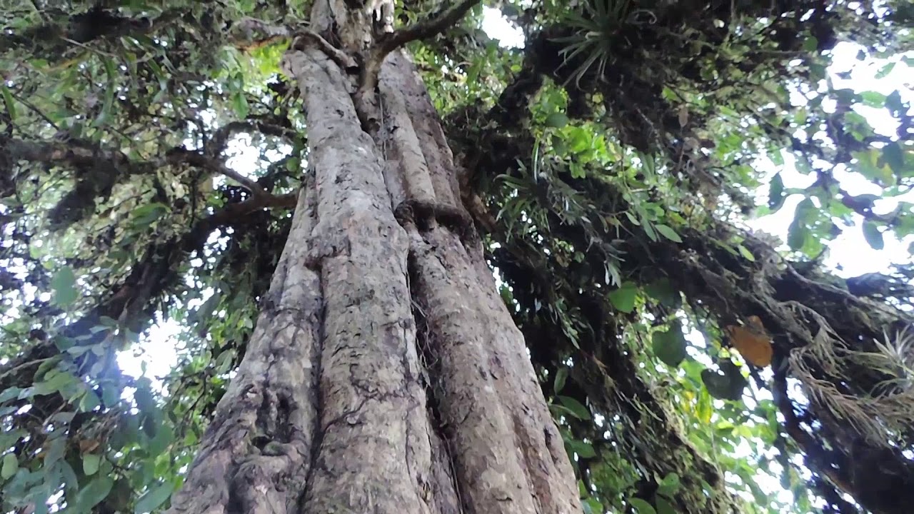 COPALPAMBA Community