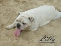 british bulldog british bulldog