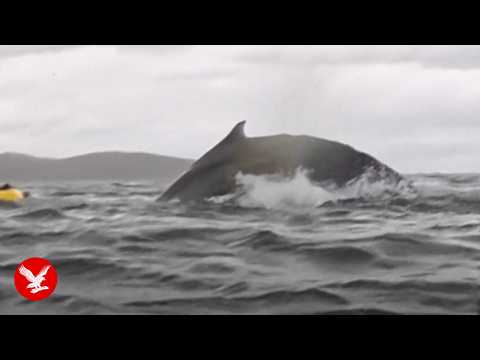 Kayaker Swallowed Whole by Humpback Whale (Video) – Red News Nation