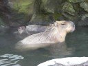 Capybara family (1)