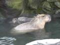 Capybara family (1)