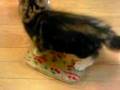 子猫 momoの食事前