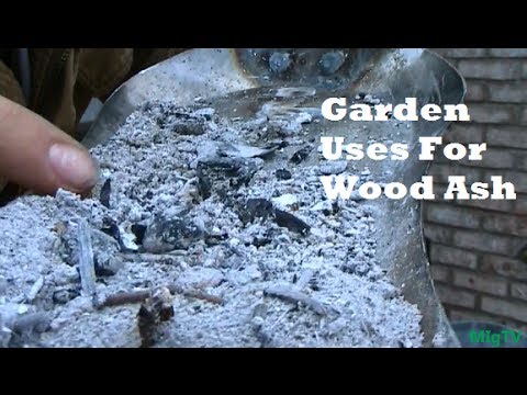 how to fertilize with wood ash