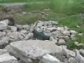 CHAOS Robot From Autonomous Solutions
