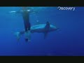 Great White Shark: Uncaged Great White Shark: Uncaged