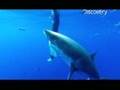 Great White Shark: Uncaged