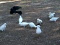 Parrots 4