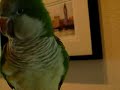 ruby-the-talking-parrot-with-subtitiles-part-1.html