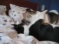 Nimo and Kitty werstling