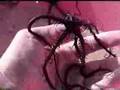 Brittle star of Sulawesi Ƣݔҩᾫ٨ӷ