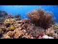 Reefscapes: Nature's Aquarium DVD ~ beautiful coral reef scenery for your TV ~ natural marine life