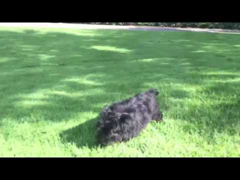 Duke loves to run and play outside after potty breaks