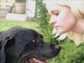 A Labrador Retriever Named Jake