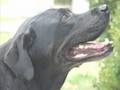 Labrador Retriever video
