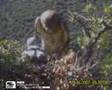 Biancone (Circaetus gallicus)