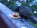 North Is. Kaka. NZ native Parrot from Karori Sanctuary Wellington