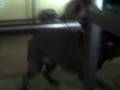 videos de Mrs P