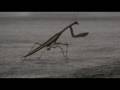 Praying Mantis
