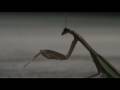 Praying Mantis