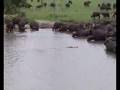Hippo receives visitors