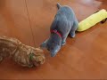 お裁縫のために出してあった糸を垂らしてみると？なんとむむとこまが釣れちゃいました～♪