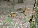 Giant Ichneumons probably Megarhyssa macrurus Giant Ichneumons probably Megarhyssa macrurus