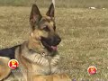 ВЕО в Аргентине
