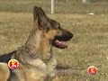 ВЕО в Аргентине