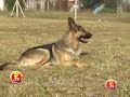 ВЕО в Аргентине