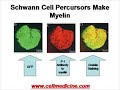 Remyelination by Stem Cells Remyelination by Stem Cells