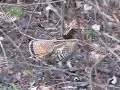 Up Close Ruffed Grouse Encounter Up Close Ruffed Grouse Encounter