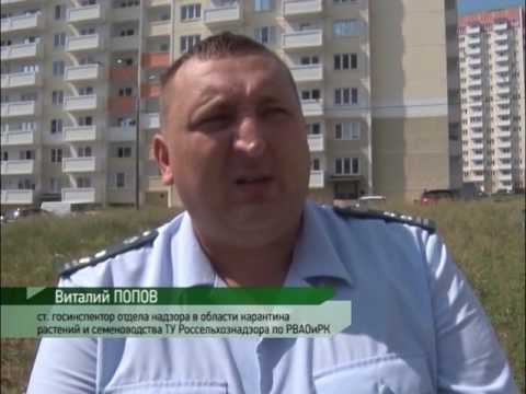 Россельхознадзор продолжает борьбу с амброзией