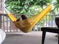 Butterfly Boucher's New Yellow Hammock