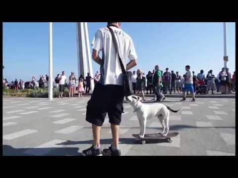 YouTube: el perro skater Biuf tiene competencia en Reino Unido