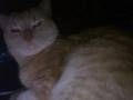 videos de Mr.Whiskers!!!!
