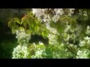 Benedicte feat. Ingrid - Rips Og Bringeb�r (HQ Music Video)