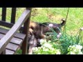 Alsation Puppies, Memphis's first welcome
