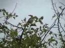 Pin-tailed Whydah Pin-tailed Whydah