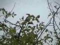 Pin-tailed Whydah