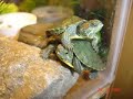 New BABY Red Eared Slider Turtles