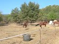 SET THEM HORSES FREE SET THEM HORSES FREE