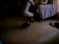 videos de BAILE FLOGGER!