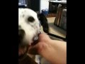Sparkles the Fire Safety Dog Home Movie