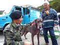 ◆グレート・デーン？？あまりにもデカイ!　なんと、70キロの犬。 YouTube
